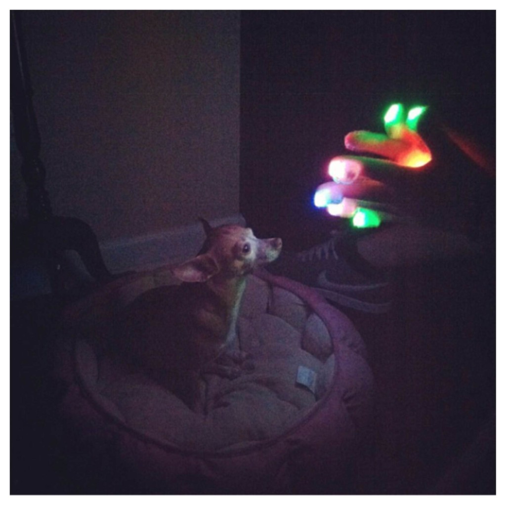 Lightshow Dog