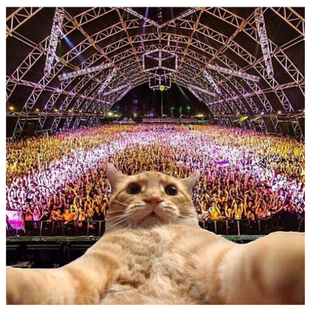 EDM Selfie Cat