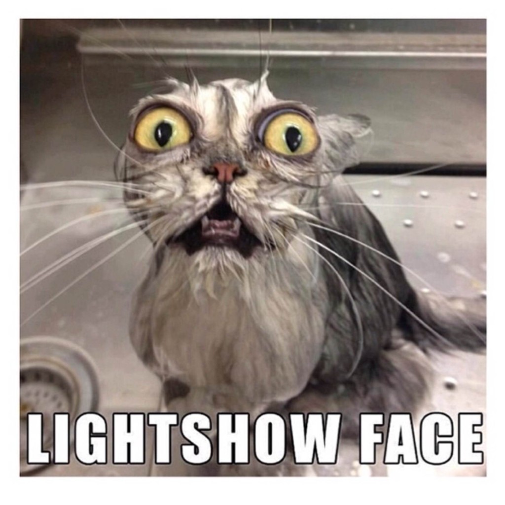 Light Show Cat
