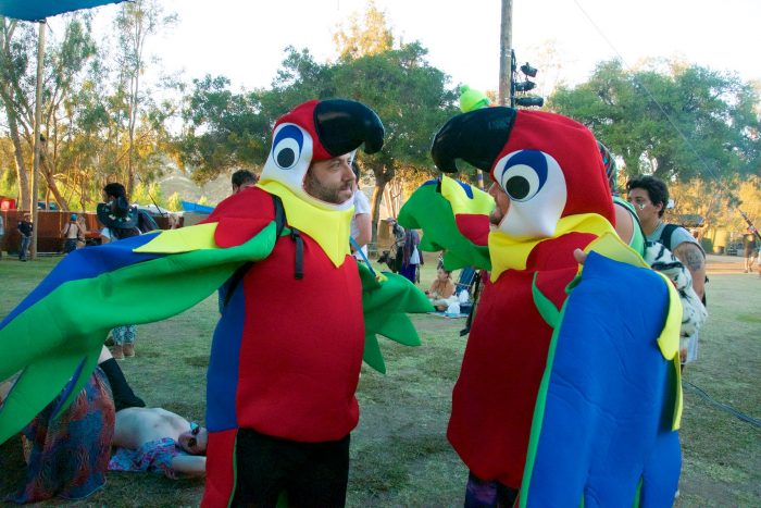 Parrots part of Sarfari Saturday at Woogie