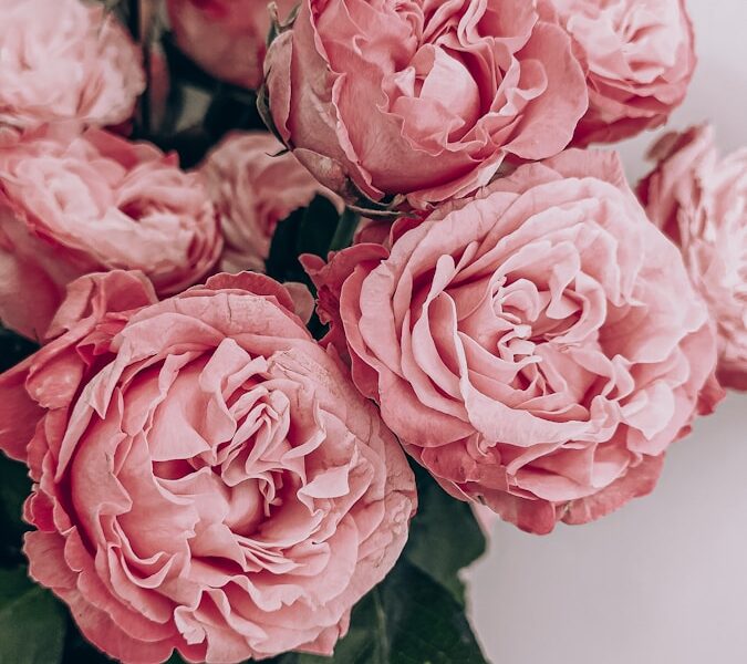 pink roses in close up photography